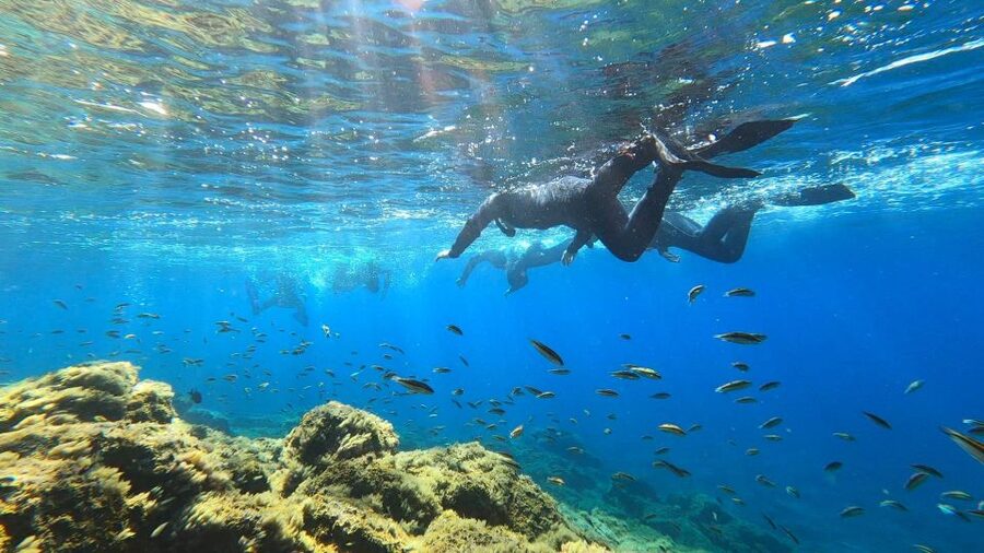 Tenerife: Snorkeling Tour in a Marine Protected Area - Wildlife rules that keep the experience ethical (and still fun)