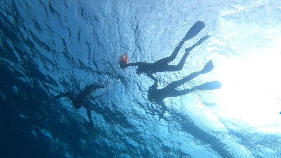Tenerife: Snorkeling Tour in a Marine Protected Area - Price and value: why $45 for 2 hours can work well