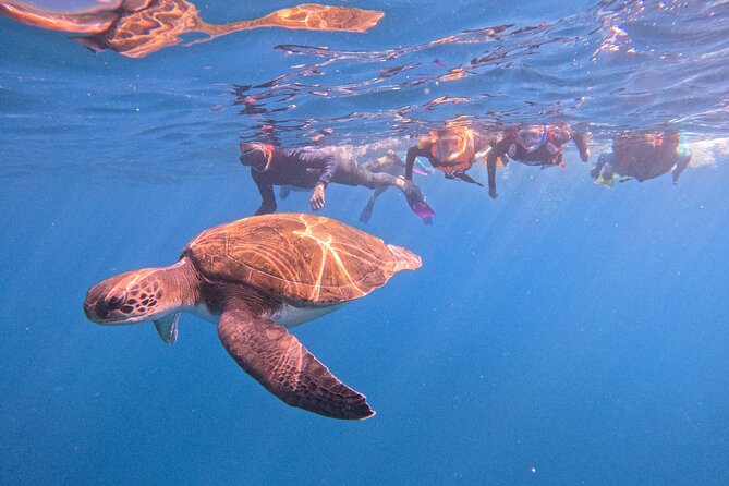 Tenerife Snorkeling Tour in turtle habitat - Key takeaways before you go