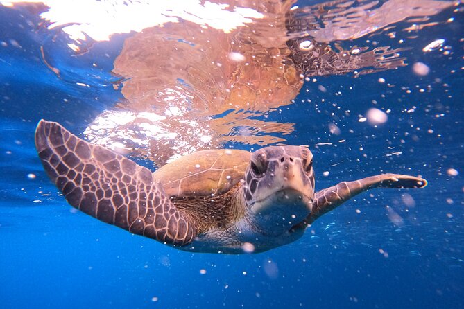 Tenerife Snorkeling Tour in turtle habitat - Speedboat ride + fisherman farms: why dolphins fit into the plan