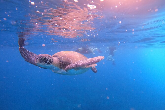Tenerife Snorkeling Tour in turtle habitat - How the guides improve your odds (and what you’ll learn in the briefing)