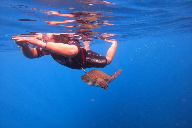 Tenerife Snorkeling Tour in turtle habitat - Turtle chances: what to expect when sightings don’t happen