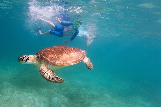 Tenerife Snorkeling Tour in turtle habitat - Comfort and gear: wetsuit help, but cold and waves are real