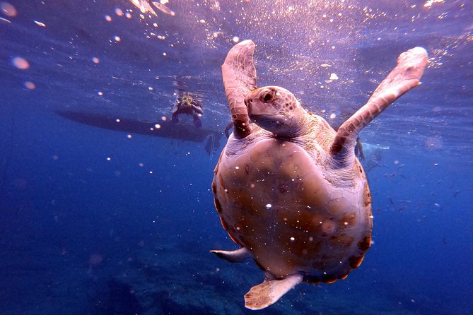 Tenerife Snorkeling Tour in turtle habitat - Photos, videos, and the small risk of disappointment