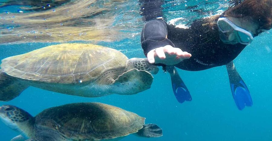 Tenerife: Snorkeling Trip in a Turtle Habitat - Key Highlights Worth Booking