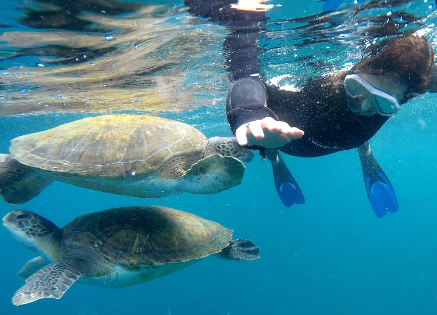 Tenerife: Snorkeling Trip in a Turtle Habitat - Tenerife From A Speedboat: The Part Before You Even Swim