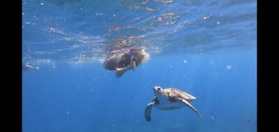 Tenerife: Snorkeling Trip in a Turtle Habitat - Price and Value: Why About $41 Works (If You Like Real Marine Life)