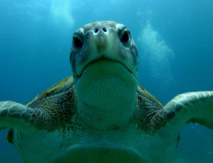 Tenerife: Snorkeling Trip in a Turtle Habitat - Stop 2: The Safety Briefing (Why It Makes Snorkeling Feel Easier)