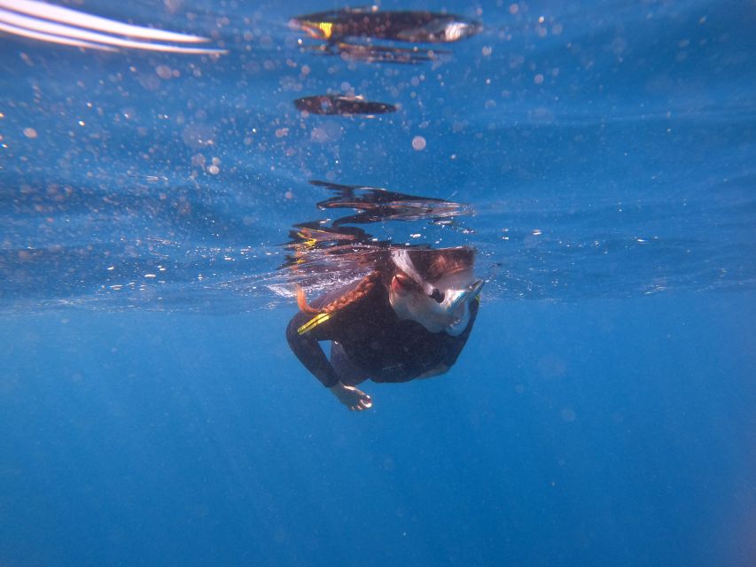 Tenerife: Snorkeling Trip in a Turtle Habitat - Stop 4: 50 Minutes Snorkeling in the Turtle Habitat
