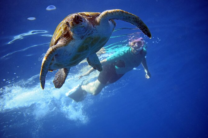 Tenerife: Turtle & Dolphin Kayak Tour with Snorkel & Wetsuit - Key things I’d bet on (before you go)