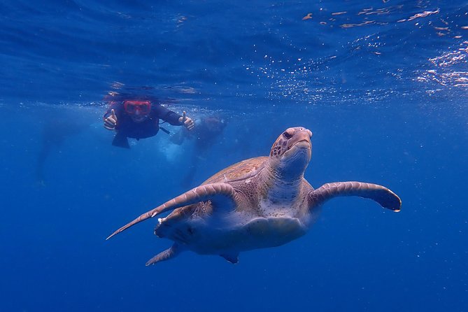 Tenerife: Turtle & Dolphin Kayak Tour with Snorkel & Wetsuit - Gear that saves your day (and your shopping list)