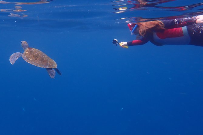 Tenerife: Turtle & Dolphin Kayak Tour with Snorkel & Wetsuit - How hard is it, really: fitness, pacing, and choppy-water arms