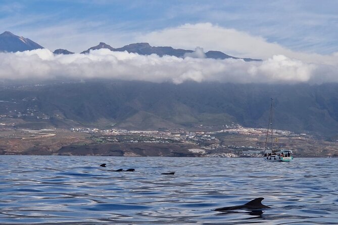 Tenerife Whale Watching and Snorkeling Yacht Trip - Pilot Whales and Dolphins: What You’re Really Paying For