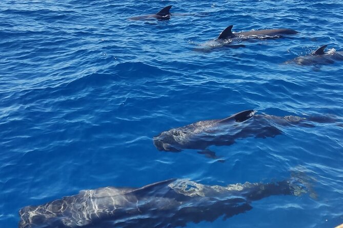 Tenerife Whale Watching and Snorkeling Yacht Trip - How Long Is Long Enough for Wildlife Watching?