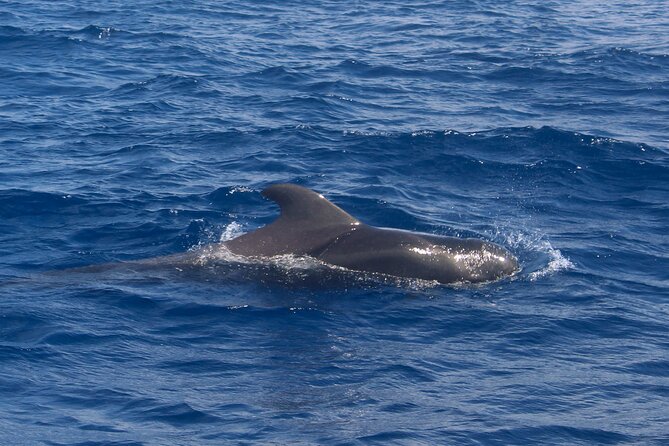 Tenerife Whale Watching and Snorkeling Yacht Trip - Booking Tips That Make Your Day Smoother