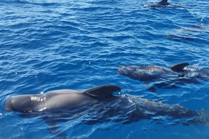 Tenerife Whale Watching and Snorkeling Yacht Trip - Playa del Puertito Swim and Snorkeling: The 30-Minute Reality Check