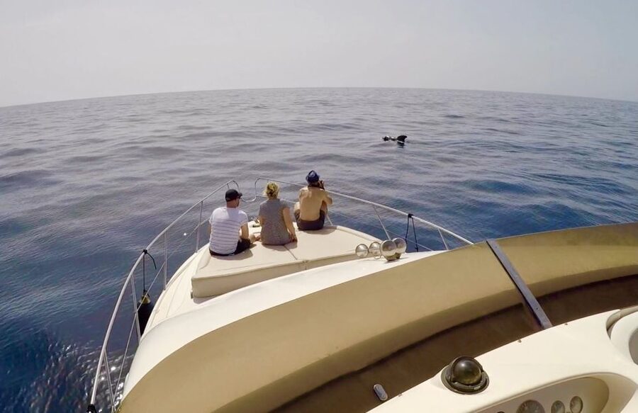 Tenerife: Whales and Snorkeling Tour on a Luxury Yacht - Snorkeling stop: crystal water, easy gear, short time
