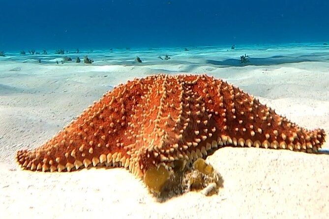 The Cozumel Turtle Sanctuary Snorkel Tour - Onboard food and drinks: more than chips and soda