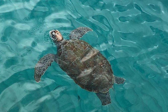 The Curacao Private Beach Hopping / Snorkeling Tour - Private beach hopping in Willemstad: what your day actually becomes