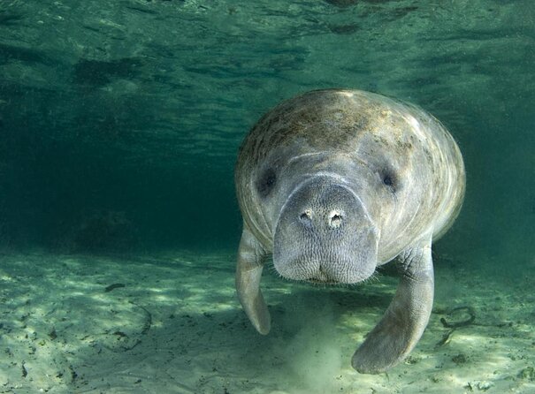 The 'OG' Manatee Snorkel Tour with In-Water Guide/Photographer - Key Points Before You Go