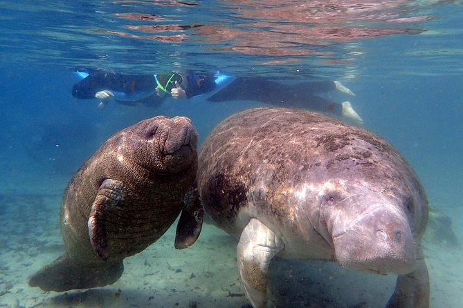 The 'OG' Manatee Snorkel Tour with In-Water Guide/Photographer - Crystal River’s Manatee Magic: Why This Area Works