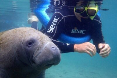 The 'OG' Manatee Snorkel Tour with In-Water Guide/Photographer - The 3-Hour Schedule: What Your Time Really Gets You