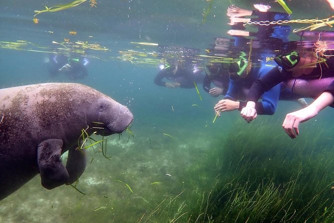 The 'OG' Manatee Snorkel Tour with In-Water Guide/Photographer - What the Small-Group Size Really Changes
