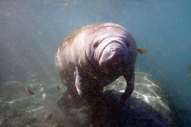 The 'OG' Manatee Snorkel Tour with In-Water Guide/Photographer - Price and Value: Is $76.07 Fair for What You Get?
