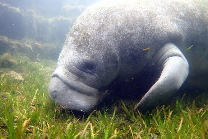 The 'OG' Manatee Snorkel Tour with In-Water Guide/Photographer - Who Should Book This Tour