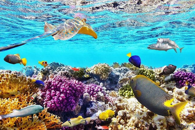 Tiran Island Snorkeling Excursion - Tiran Island vs. Ras Mohamed: where the reef life comes in