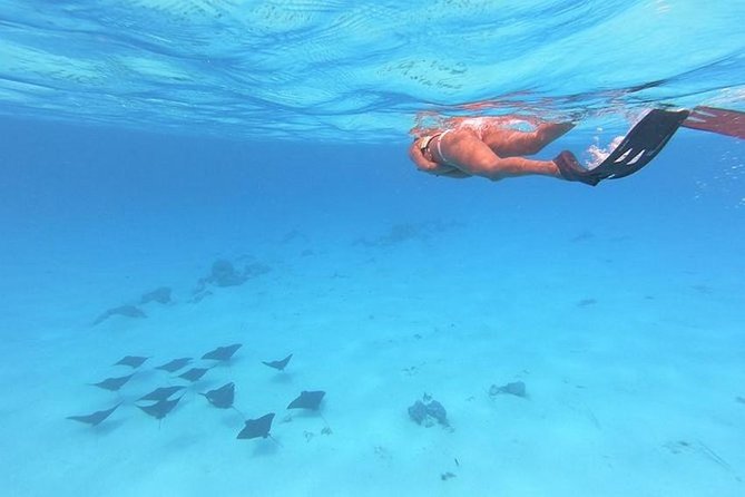 Tohora Bora Bora Snorkeling Lagoon Tours - Whale Season Add-On: Seeing Whales and Hearing Their Songs