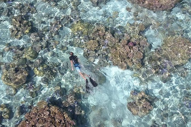 Tohora Bora Bora Snorkeling Lagoon Tours - What You Can Expect to See Underwater (Without Overpromising)