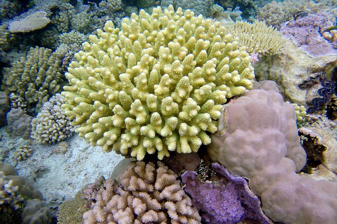 Tohora Bora Bora Snorkeling Lagoon Tours - Stop-by-Stop: How the Lagoon Time Unfolds