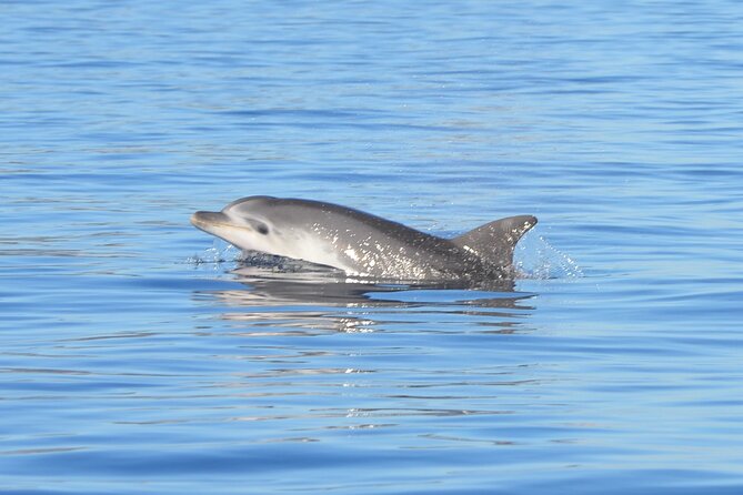 Tour to Figarolo Island with the possibility to observe dolphins - Key highlights to know before you go