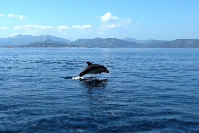 Tour to Figarolo Island with the possibility to observe dolphins - Onboard details that genuinely affect comfort