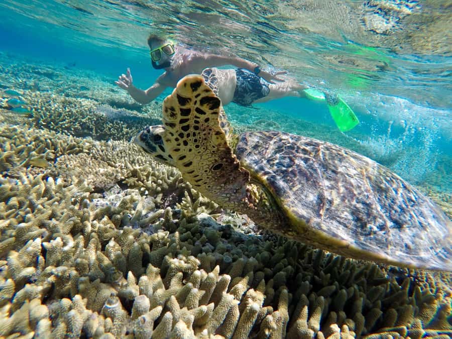 Town of 1770: Lady Musgrave Island Snorkelling Day Cruise - The glass-bottom boat: reef viewing without the hassle