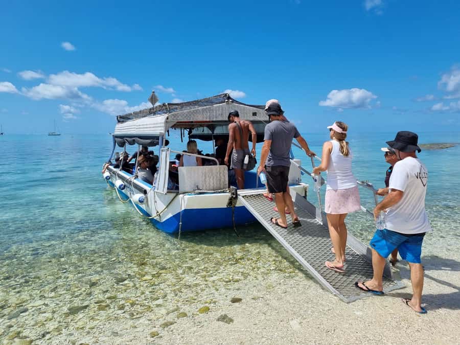 Town of 1770: Lady Musgrave Island Snorkelling Day Cruise - Wildlife odds: turtles, whales, dolphins, manta rays