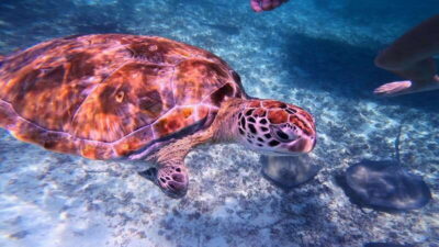 Tulum: 2-Hour Snorkeling in Two Spots of Tulum's Reef - What You Actually Do: A 2-Hour Snorkel With Two Reef Stops