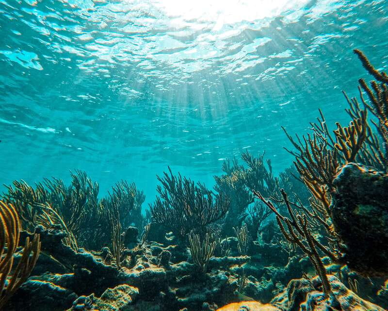 Tulum: 2-Hour Snorkeling in Two Spots of Tulum's Reef - Stop One Snorkel: Where You’ll Look for Turtles and Tropical Fish
