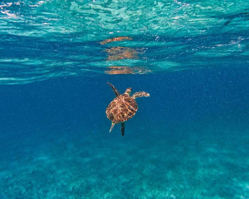 Tulum: 2-Hour Snorkeling in Two Spots of Tulum's Reef - Guide Help in the Water: The Difference Between Seeing and Actually Noticing