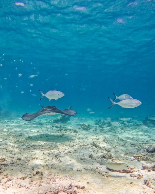 Tulum: 2-Hour Snorkeling in Two Spots of Tulum's Reef - Sea Conditions and Comfort: Choppy Water Changes Everything