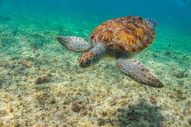 Tulum, Snorkeling with Sea Turtles, Cenote and Beachside Lunch - Snorkeling and Comfort Tips That Save Your Day