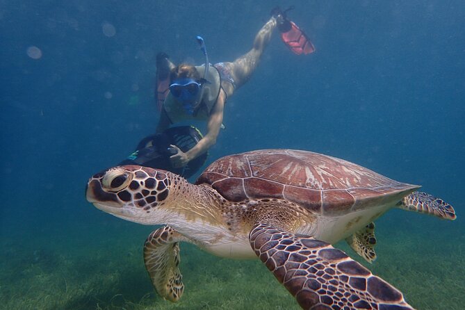 Turtle Beach Power Snorkeling Adventure - Key things that make this Turtle Beach snorkeling special