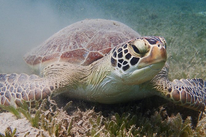 Turtle Beach Power Snorkeling Adventure - Getting There from St John’s: Pickup Timing and the Drive Factor