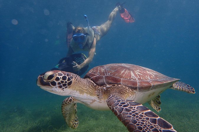 Turtle Beach Power Snorkeling Adventure - When You’ll See Turtles: Afternoon Sessions vs Morning Chances