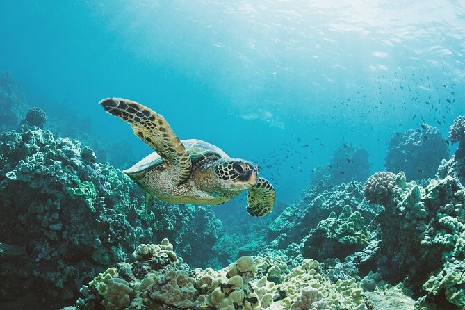 Turtle Canyon Snorkel Adventure in Waikiki, Oahu - Turtle Canyon Snorkeling: Caverns, Cleaner Stations, and Sea Turtles