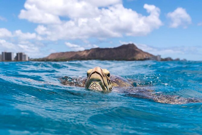 Turtle Canyon Snorkel Adventure - Small Group 6 Passengers - Should you book Turtle Canyon Snorkel with a small-group speedboat?