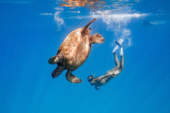 Turtle Canyon Snorkel: Semi Private Boat Tour - Key things to know before you go