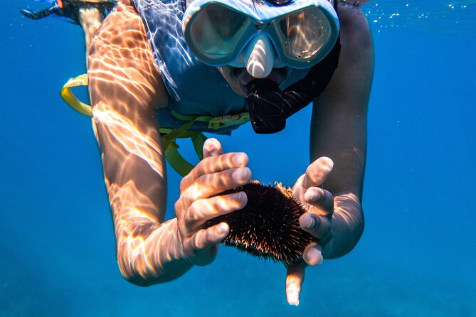 Turtle Canyon Snorkel: Semi Private Boat Tour - Turtle Canyon turtles: how the 100% guarantee plays out