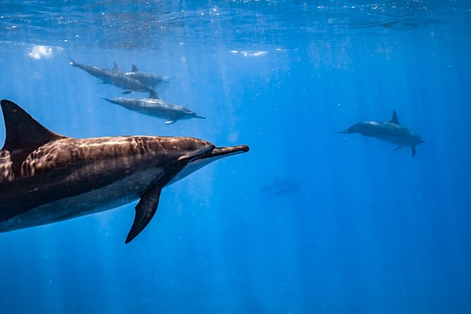 Turtle Canyon Snorkel: Semi Private Boat Tour - Gear, float belts, and how to prep if you’re nervous